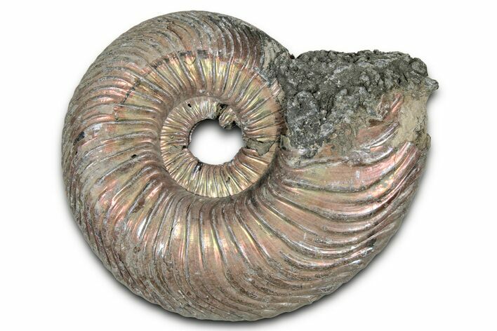 Iridescent, Pyritized Ammonite (Quenstedticeras) Fossil - Russia #336216